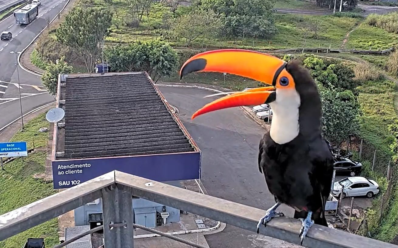 Tucano se exibe para câmera instalada em rodovia na região de Campinas