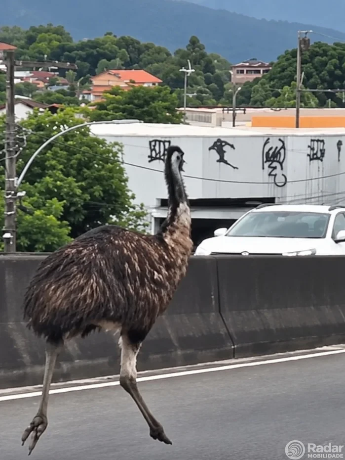 ‘Avestruz’ na pista: Patrulha Ambiental busca paradeiro de ave exótica resgatada por morador na Zona Oeste do Rio